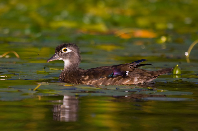 Wood Duck